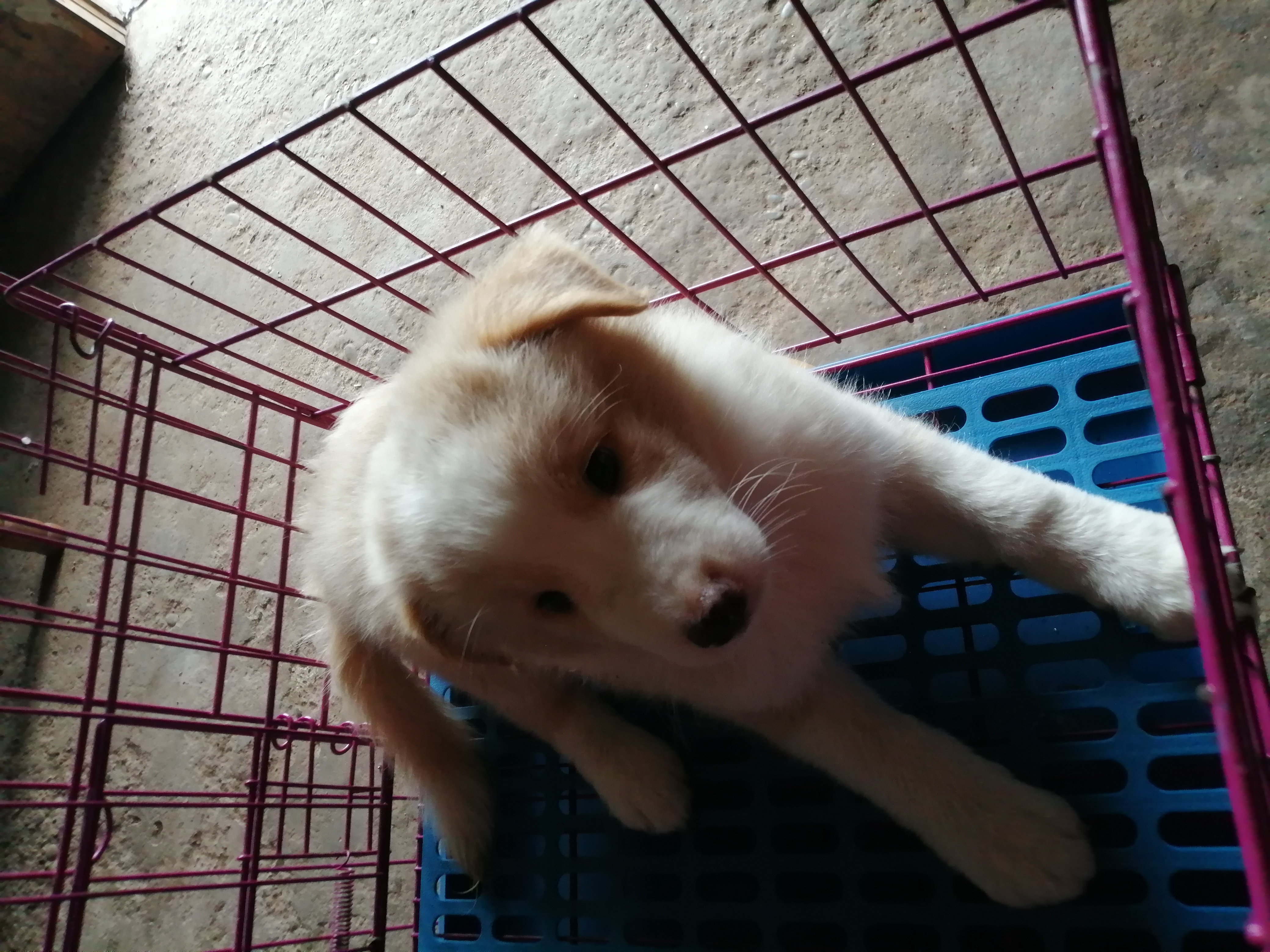 自己家养，🉑靠，犬瘟细小包90天